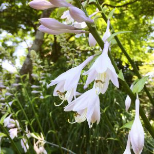 ギボウシの花_月めぐり漢方20170708